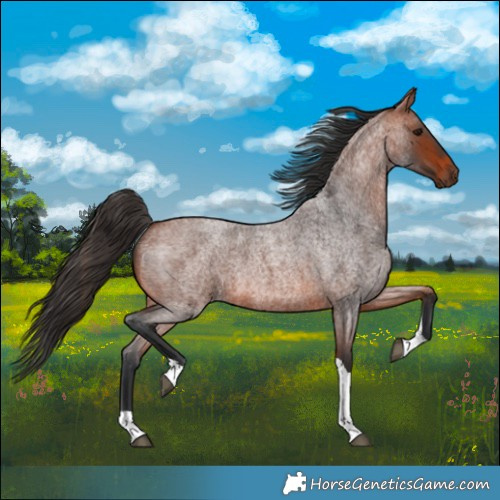 Horse Color:Bay Roan Tobiano