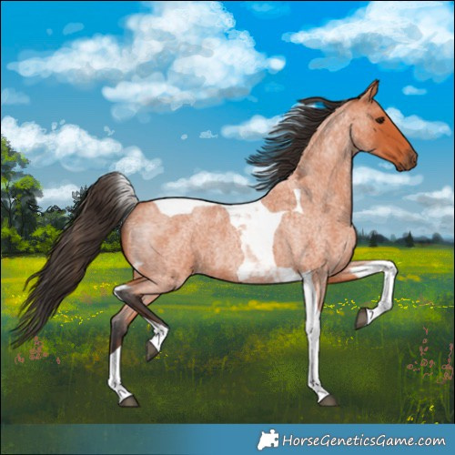 Horse Color:Bay Roan Tobiano