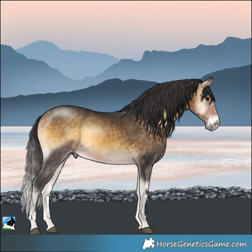 Horse Color:Buckskin Onyx Mushroom Sabino