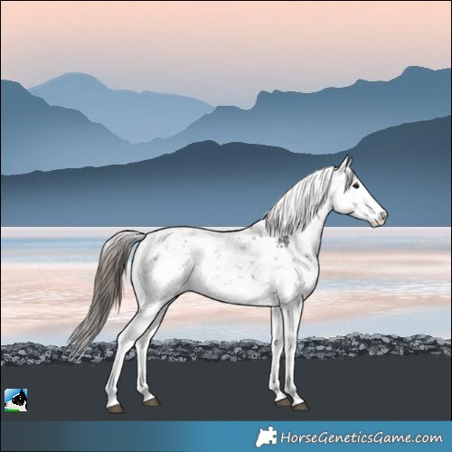 Horse Color:Buckskin Ice Sabino Rabicano 
