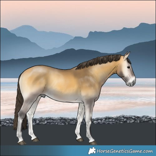 Horse Color:Buckskin Onyx