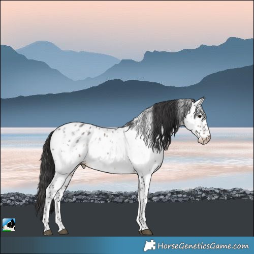 Horse Color:White Spotted Brown Sabino Near Leopard 