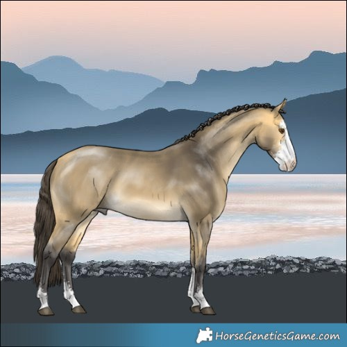 Horse Color:Buckskin Mushroom Sabino
