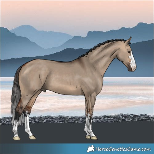 Horse Color:Bay Dun 
