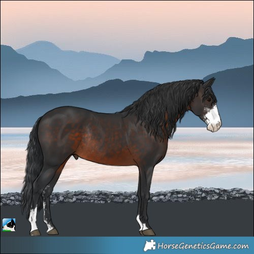 Horse Color:Brown Sabino Rabicano