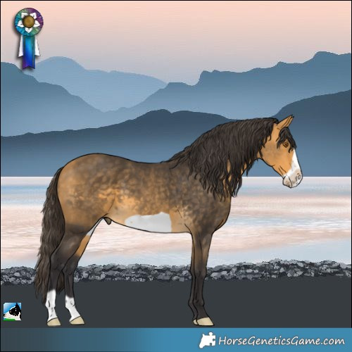Horse Color:Buckskin Frame