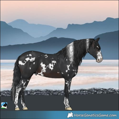 Horse Color:White Spotted Brown Sabino