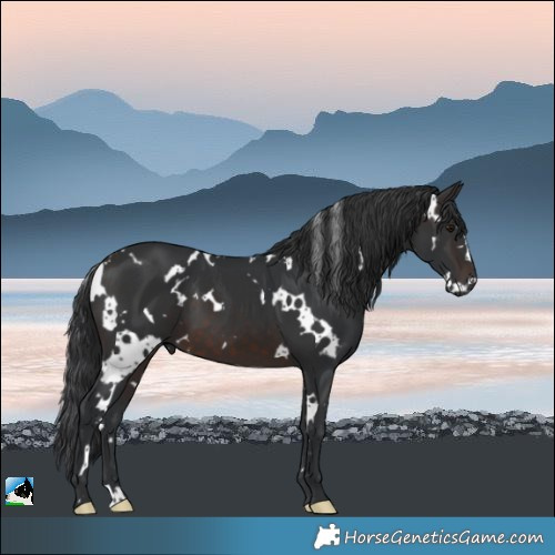 Horse Color:White Spotted Brown