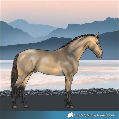Horse Color:Buckskin Mushroom