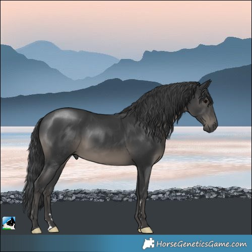 Horse Color:Black Mushroom Rabicano
