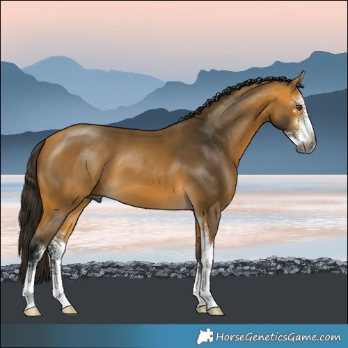 Horse Color:Gray Buckskin Mushroom Sabino 