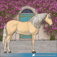 Horse Color:Palomino 