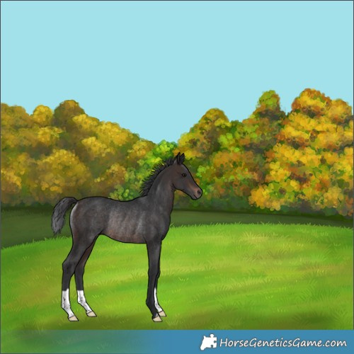 Horse Color:Brown Rabicano 