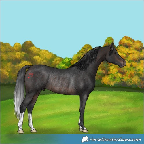 Horse Color:Brown Rabicano 