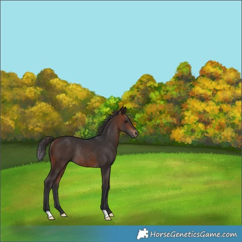 Horse Color:Bay Rabicano 