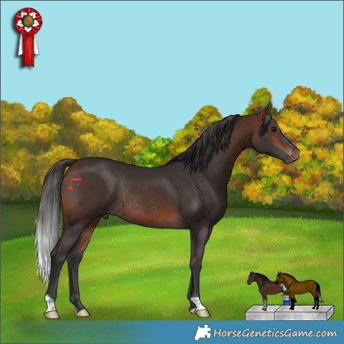 Horse Color:Bay Rabicano 