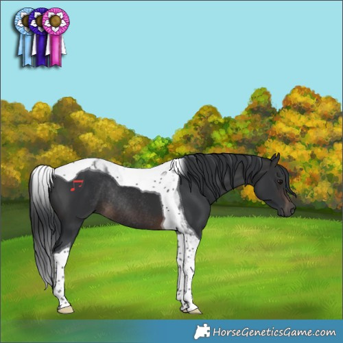 Horse Color:Brown Tobiano Rabicano 