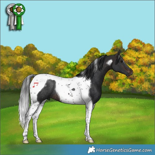 Horse Color:Brown Tobiano Rabicano 
