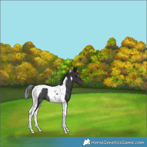 Horse Color:Brown Tobiano Rabicano 