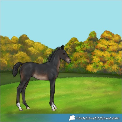 Horse Color:Brown 
