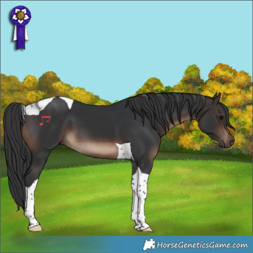 Horse Color:Brown Tobiano 