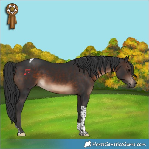 Horse Color:Brown Tobiano