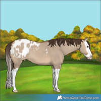 Horse Color:Bay Dun Splash Blanket
