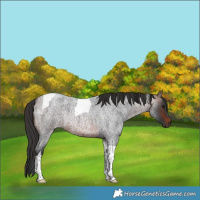 Horse Color:Brown Roan Tobiano Rabicano 