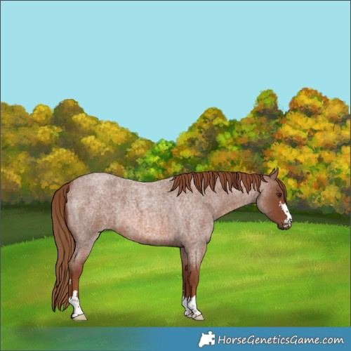 Horse Color:Red Roan 