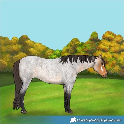 Horse Color:White Spotted Buckskin Roan Rabicano 