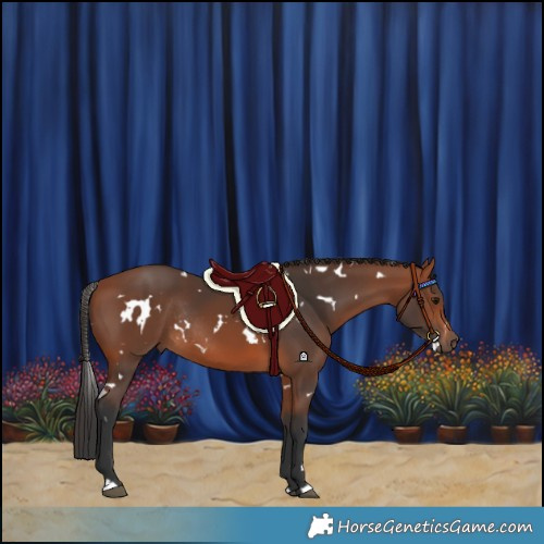 Horse Color:White Spotted Bay Rabicano