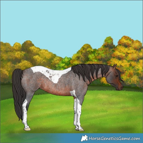 Horse Color:Brown Roan Tobiano Rabicano 