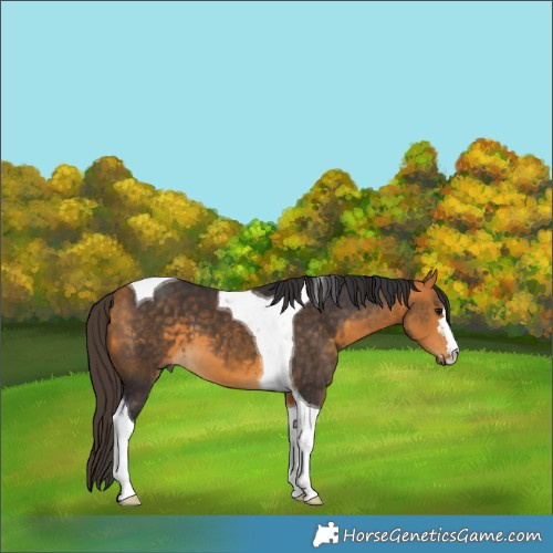 Horse Color:Buckskin Tobiano