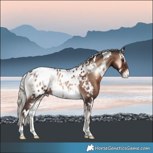 Horse Color:White Spotted Liver Red Onyx Mushroom Appaloosa Rabicano