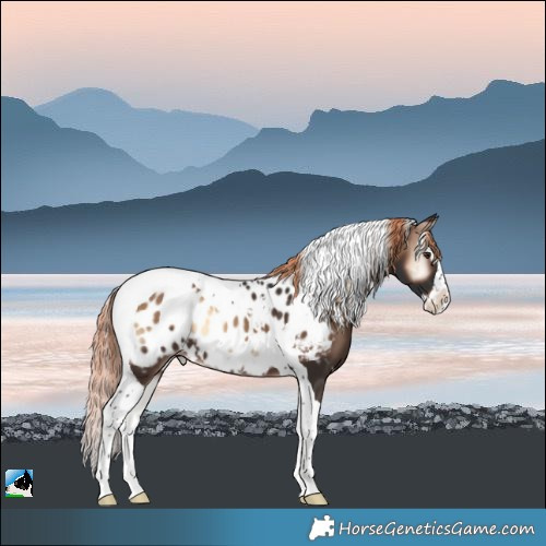Horse Color:White Spotted Liver Red Onyx Splash Tobiano Appaloosa 