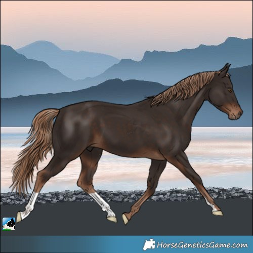 Horse Color:Liver Chestnut 