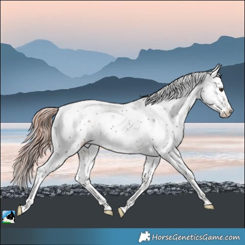 Horse Color:Liver Chestnut Sabino