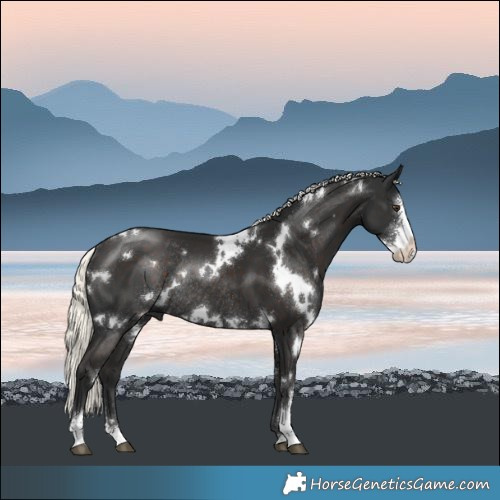 Horse Color:White Spotted Liver Chestnut Mushroom Sabino Rabicano