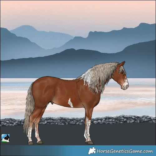 Horse Color:Chestnut Sabino Tobiano 
