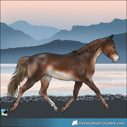 Horse Color:Liver Chestnut Sabino
