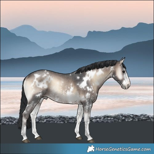 Horse Color:White Spotted Brown Onyx Mushroom Sabino Rabicano
