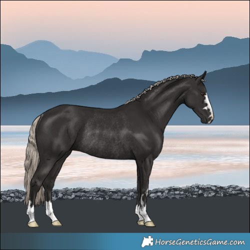 Horse Color:Liver Chestnut Mushroom Rabicano 