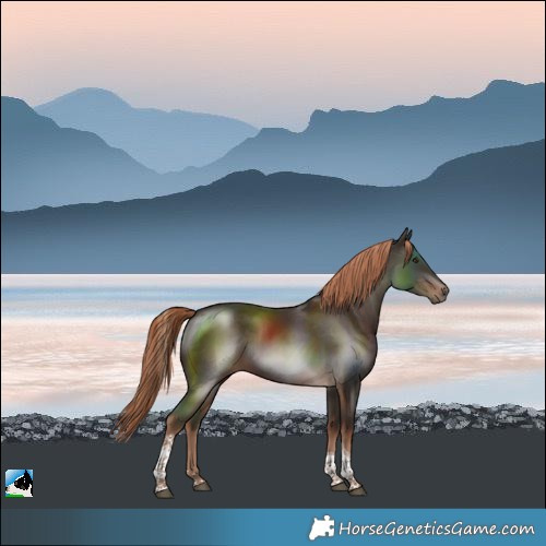 Horse Color:Liver Chestnut Tobiano Rabicano 