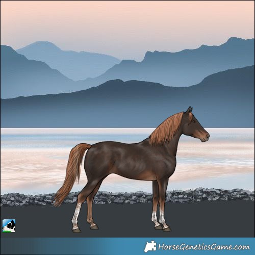 Horse Color:Liver Chestnut Tobiano Rabicano