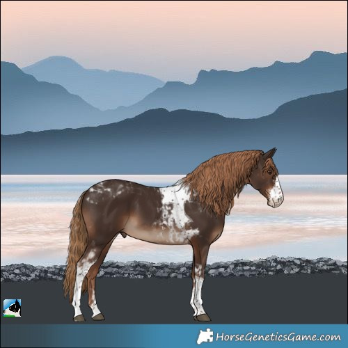 Horse Color:Liver Chestnut Sabino Tobiano