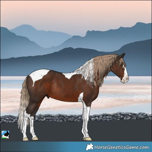 Horse Color:Liver Chestnut Splash Tobiano Rabicano