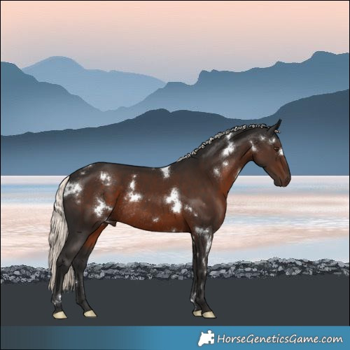 Horse Color:White Spotted Liver Chestnut Mushroom Rabicano 