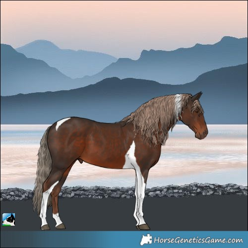 Horse Color:Liver Chestnut Tobiano