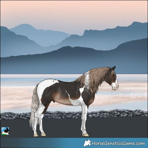 Horse Color:Liver Chestnut Sabino Splash Tobiano Rabicano