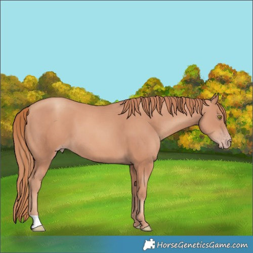 Horse Color:Gold Champagne 